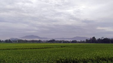 Pirinç tarlalarıyla çevrili ve tepelerle çevrili yeşil pirinç tarlalarının manzarası. Güzel ve taze görünüyor..