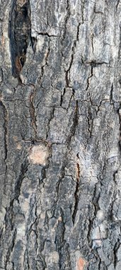 Macro photos of tree bark that looks old are usually used as the background textured. looks very old and fragile. clipart
