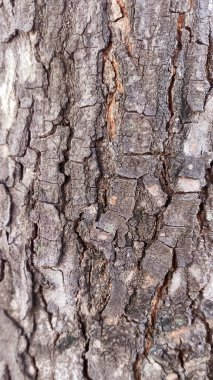 Eski gibi görünen ağaç kabuğunun makro fotoğrafları genellikle arka plan dokusu olarak kullanılır. Çok eski ve kırılgan görünüyor..