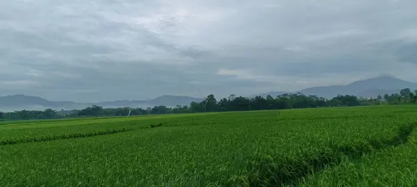 View of green rice fields with a road flanked by rice fields and surrounded by hills. Looks beautiful and fresh.