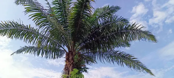 Kentsel bölgelerde gölge ağaçları olarak kullanılan yağ palmiyeleri mavi gökyüzü ile süslenmiştir. Üretken bir bitki olmanın yanı sıra, yağ palmiyeleri konut için süs bitkisi olarak kullanılabiliyor..