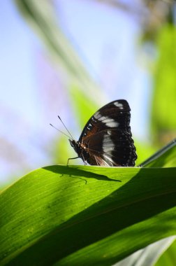 Yaprağın üzerindeki siyah kelebeğin yakın görüntüsü