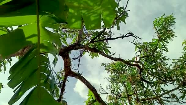 View Blue Sky Hot Day Decorated Blowing Green Leaves Describes — Stock Video