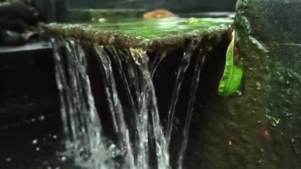 鱼塘里的人工喷泉看起来很自然 因为那里有很多苔藓 而且水是清澈的 — 图库视频影像