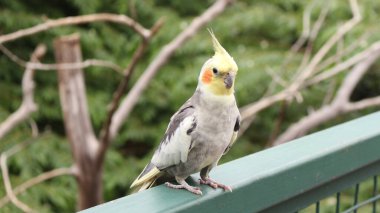 Öncelikle kuşhanede bulunan küçük bir papağan kuşu olan Cockatiel, evcil bir papağan olarak oldukça popülerdir. Meraklı ve bazen tabiatta bir Cockatiel ile evde bir sürü cıvıltı ve ıslık duyabilirsiniz..