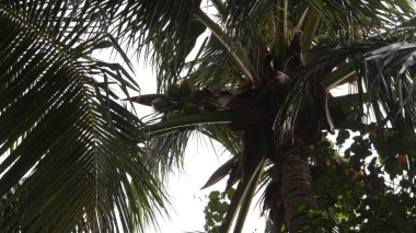 Rüzgarda uçuşan hindistan cevizi ağaçları, yeşil ve serin. Kumsaldaki ağaçların mavi gökyüzü manzarası.