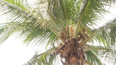 Rüzgarda uçuşan hindistan cevizi ağaçları, yeşil ve serin. Kumsaldaki ağaçların mavi gökyüzü manzarası.