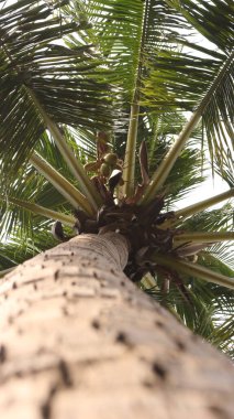 Rüzgarda uçuşan hindistan cevizi ağaçları, yeşil ve serin. Kumsaldaki ağaçların mavi gökyüzü manzarası.