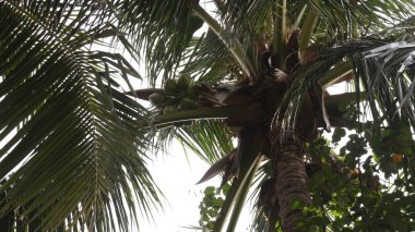 Rüzgarda uçuşan hindistan cevizi ağaçları, yeşil ve serin. Kumsaldaki ağaçların mavi gökyüzü manzarası.