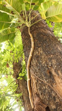 Bir ağaç gövdesinin portresi, yeşil yapraklı süsler ve kuru yapraklarla..