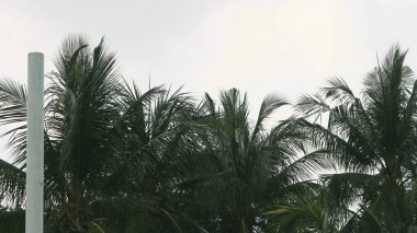 Rüzgarda uçuşan hindistan cevizi ağaçları, yeşil ve serin. Kumsaldaki ağaçların mavi gökyüzü manzarası.