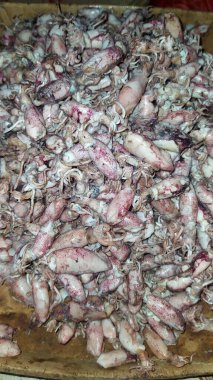 Geleneksel pazarlarda satılan küçük taze mürekkep balığı.