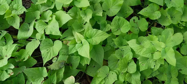 Ipomoea yarasa yaprakları ya da tatlı patates olarak bildiğimiz şey. Yeşil renkli ve aynı şekilli..
