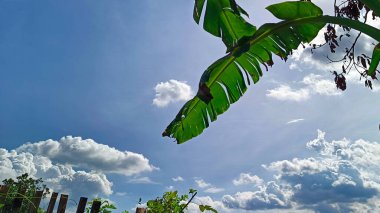 Güzel ve doğal bir kırsal atmosfer, ağaçlar ve bambu çitlerle süslenmiş mavi gökyüzü manzarası..