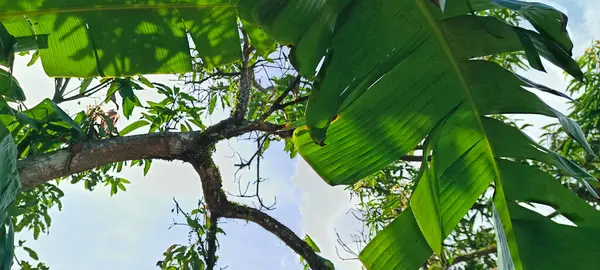 Güzel ve doğal bir kırsal atmosfer, ağaçlar ve bambu çitlerle süslenmiş mavi gökyüzü manzarası..