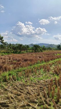 Pirinç hasadından sonraki pirinç tarlalarının manzarası, bir sürü saman..