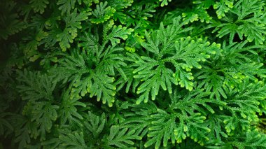 Spike Moss (Selaginella wallichii), doğal arkaplan için yeşil eğreltiotu yaprağı dokusu