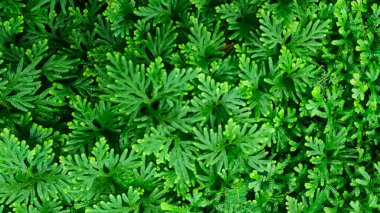 Spike Moss (Selaginella wallichii), doğal arkaplan için yeşil eğreltiotu yaprağı dokusu