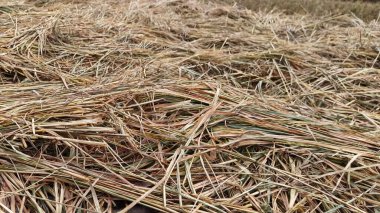 Pirinç tarlasında kuru saman yığını, pirinç hasadından sonra işlem.