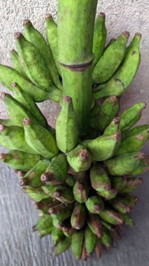 Daha olgunlaşmamış bir demet muz, hala yeşil görünüyor..