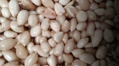 Fıstıklar soyuluyor. Fıstıkların işlendiğini görebilirsiniz. Önce soyulurlar..