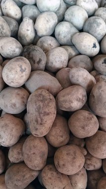 Satılık patatesler doğal taze görünüyor..