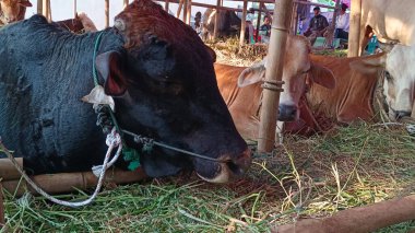 İnek ahırında yaşayan inekler. Kafes bambudan yapılmıştır, inekler çeşitli renklerdedir. Kurban edilmeye hazır Kurban Bayramı 'nda.