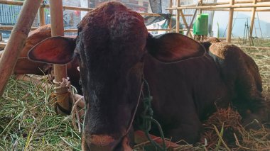 İnek ahırında yaşayan inekler. Kafes bambudan yapılmıştır, inekler çeşitli renklerdedir. Kurban edilmeye hazır Kurban Bayramı 'nda.