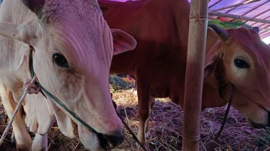 İnek ahırında yaşayan inekler. Kafes bambudan yapılmıştır, inekler çeşitli renklerdedir. Kurban edilmeye hazır Kurban Bayramı 'nda.