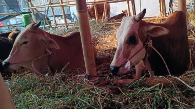 İnek ahırında yaşayan inekler. Kafes bambudan yapılmıştır, inekler çeşitli renklerdedir. Kurban edilmeye hazır Kurban Bayramı 'nda.