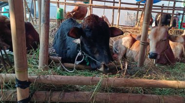 İnek ahırında yaşayan inekler. Kafes bambudan yapılmıştır, inekler çeşitli renklerdedir. Kurban edilmeye hazır Kurban Bayramı 'nda.