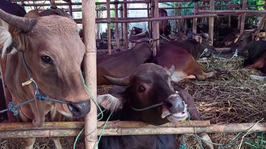 İnek ahırında yaşayan inekler. Kafes bambudan yapılmıştır, inekler çeşitli renklerdedir. Kurban edilmeye hazır Kurban Bayramı 'nda.