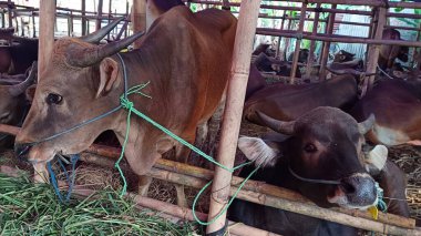 İnek ahırında yaşayan inekler. Kafes bambudan yapılmıştır, inekler çeşitli renklerdedir. Kurban edilmeye hazır Kurban Bayramı 'nda.