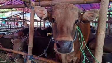 İnek ahırında yaşayan inekler. Kafes bambudan yapılmıştır, inekler çeşitli renklerdedir. Kurban edilmeye hazır Kurban Bayramı 'nda.