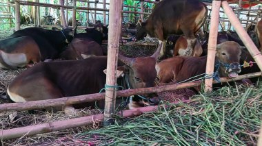 İnek ahırında yaşayan inekler. Kafes bambudan yapılmıştır, inekler çeşitli renklerdedir. Kurban edilmeye hazır Kurban Bayramı 'nda.