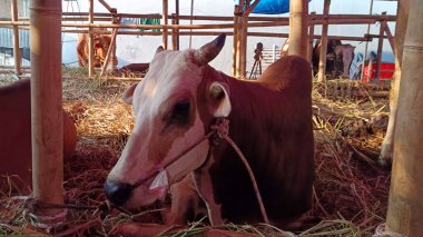 İnek ahırında yaşayan inekler. Kafes bambudan yapılmıştır, inekler çeşitli renklerdedir. Kurban edilmeye hazır Kurban Bayramı 'nda.