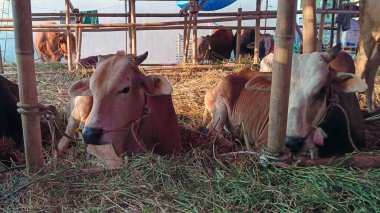 İnek ahırında yaşayan inekler. Kafes bambudan yapılmıştır, inekler çeşitli renklerdedir. Kurban edilmeye hazır Kurban Bayramı 'nda.