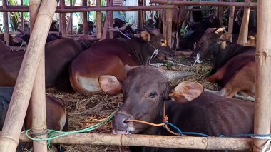 İnek ahırında yaşayan inekler. Kafes bambudan yapılmıştır, inekler çeşitli renklerdedir. Kurban edilmeye hazır Kurban Bayramı 'nda.