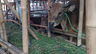 İnek ahırında yaşayan inekler. Kafes bambudan yapılmıştır, inekler çeşitli renklerdedir. Kurban edilmeye hazır Kurban Bayramı 'nda.