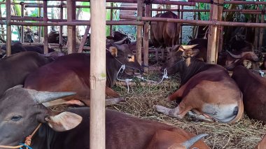 İnek ahırında yaşayan inekler. Kafes bambudan yapılmıştır, inekler çeşitli renklerdedir. Kurban edilmeye hazır Kurban Bayramı 'nda.