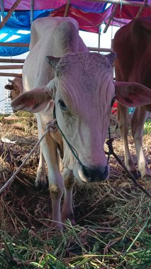 İnek ahırında yaşayan inekler. Kafes bambudan yapılmıştır, inekler çeşitli renklerdedir. Kurban edilmeye hazır Kurban Bayramı 'nda.