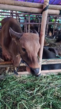 İnek ahırında yaşayan inekler. Kafes bambudan yapılmıştır, inekler çeşitli renklerdedir. Kurban edilmeye hazır Kurban Bayramı 'nda.
