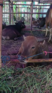 İnek ahırında yaşayan inekler. Kafes bambudan yapılmıştır, inekler çeşitli renklerdedir. Kurban edilmeye hazır Kurban Bayramı 'nda.