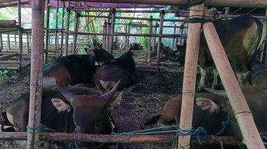 İnek ahırında yaşayan inekler. Kafes bambudan yapılmıştır, inekler çeşitli renklerdedir. Kurban edilmeye hazır Kurban Bayramı 'nda.