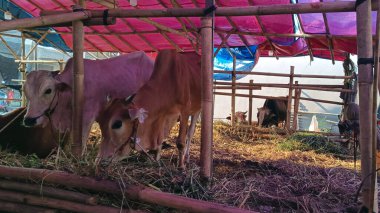İnek ahırında yaşayan inekler. Kafes bambudan yapılmıştır, inekler çeşitli renklerdedir. Kurban edilmeye hazır Kurban Bayramı 'nda.