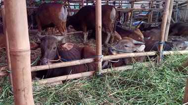 İnek ahırında yaşayan inekler. Kafes bambudan yapılmıştır, inekler çeşitli renklerdedir. Kurban edilmeye hazır Kurban Bayramı 'nda.