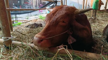 İnek ahırında yaşayan inekler. Kafes bambudan yapılmıştır, inekler çeşitli renklerdedir. Kurban edilmeye hazır Kurban Bayramı 'nda.