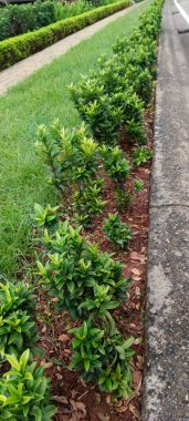 Otoyolun kenarında çimenler ve bitkiler yetişiyor.