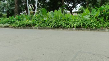 Otoyolun kenarında çimenler ve bitkiler yetişiyor.