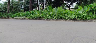 Otoyolun kenarında çimenler ve bitkiler yetişiyor.